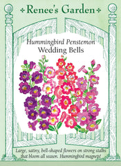 Penstemon Wedding Bells
