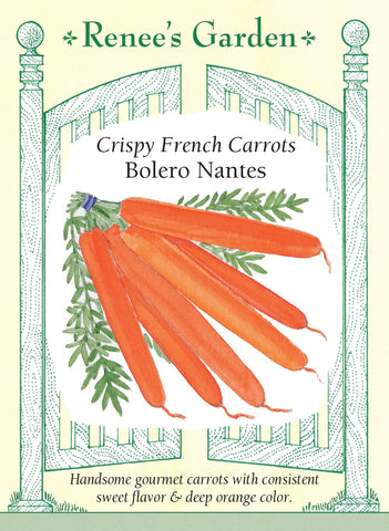 Carrot Nantes Bolero French