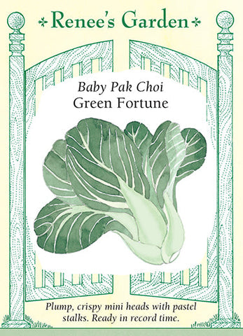Pac Choi Baby Green Fortune