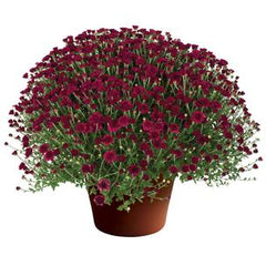 Purple Fall Mum - 8"