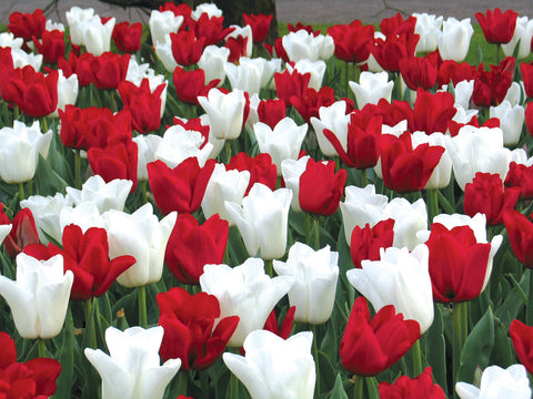 Tulip Canadian Eh Collection