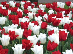 Tulip Canadian Eh Collection