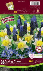 Tulip Comp. Spring Cheer