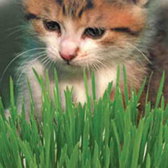 Cat Grass Oats