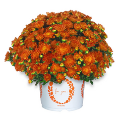 Ditto Bronze Fall Mum - 8"