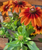 Autumn Colors Rudbeckia 6"