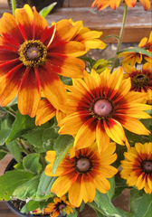 Autumn Colors Rudbeckia 6"