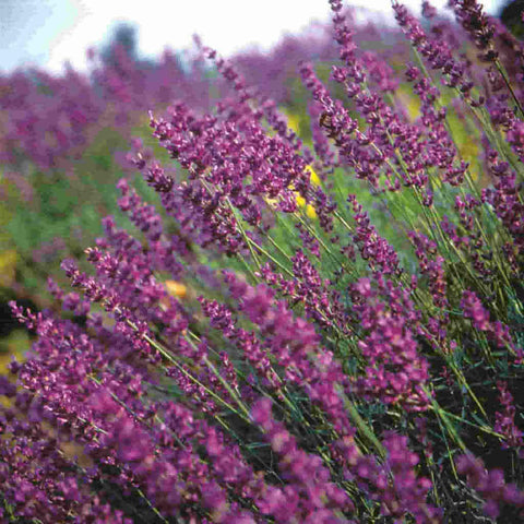 Herb Lavender