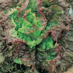 Lettuce Red Sails Organic