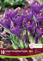 Snow Crocos Purple