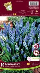 Muscari - Armeniacum