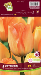Tulip Daydream