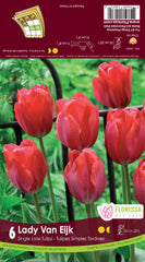 Tulip Lady Van Eijk