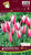 Tulip  Peppermint Stick