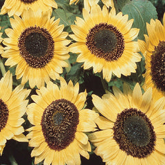 Sunflower Lemon Queen