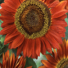 Sunflower Red Sun