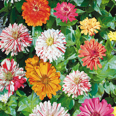 Zinnia Candy Cane