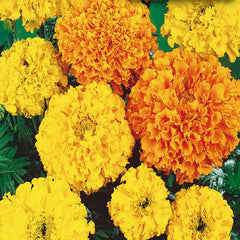Marigold Crackerjack Value Size
