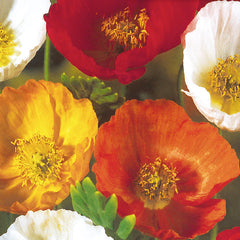Poppy Iceland Mixed Colours