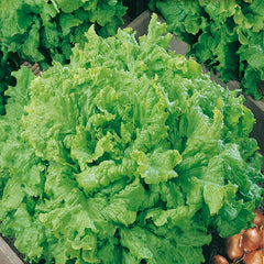 Lettuce Grand Rapids Value Size