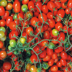 Tomato Cherry Roma