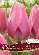 Tulip Big Love