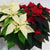 Poinsettia 7.5" 28.99 RED/WHITE