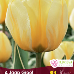 Tulip Jaap Groot
