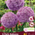 Allium Party Balloons