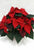 Poinsettia 6" - $16.99 RED