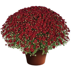 Red Fall Mum - 11"