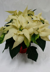 Poinsettia 7.5" - $28.99 WHITE