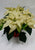 Poinsettia 7.5" - $28.99 WHITE