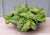 Basil Salad Leaf