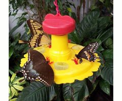 Yellow Butterfly Feeder