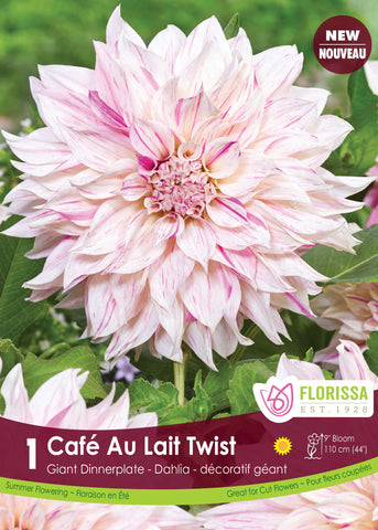 Dahlia Cafe Au Lait Twist Dinnerplate