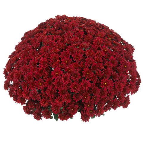 Red Fall Mum - 11"