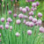 Herb Chives