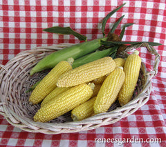 Corn Casino Yellow
