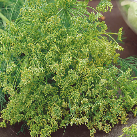 Dill Bouquet