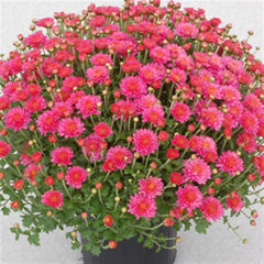 Flaming Neon Pink Fall Mum 11"