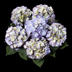 Kanmara Hydrangea - Lilac