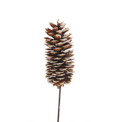 Sugar Pine Cone PIck