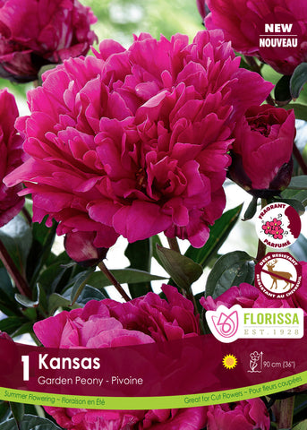 Peony Kansas Bulb
