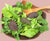 Lettuce Asian baby Leaf