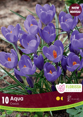 Crocus Aqua