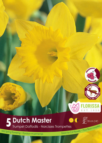 Daffodil Dutch Master