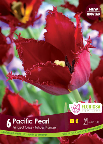 Tulip Pacific Pearl - NEW