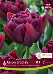 Tulip Alison Bradley - NEW