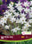 Ipheion White Star